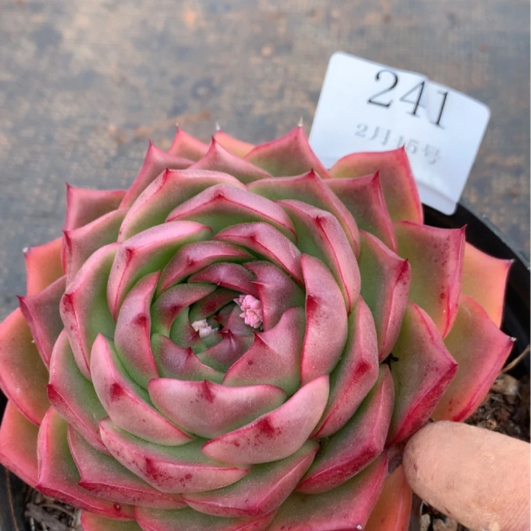 【闪购商品】云241号