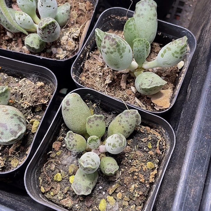 海豹2.8带盆土发