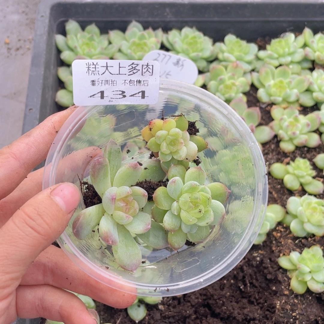 糕大上多肉植物434