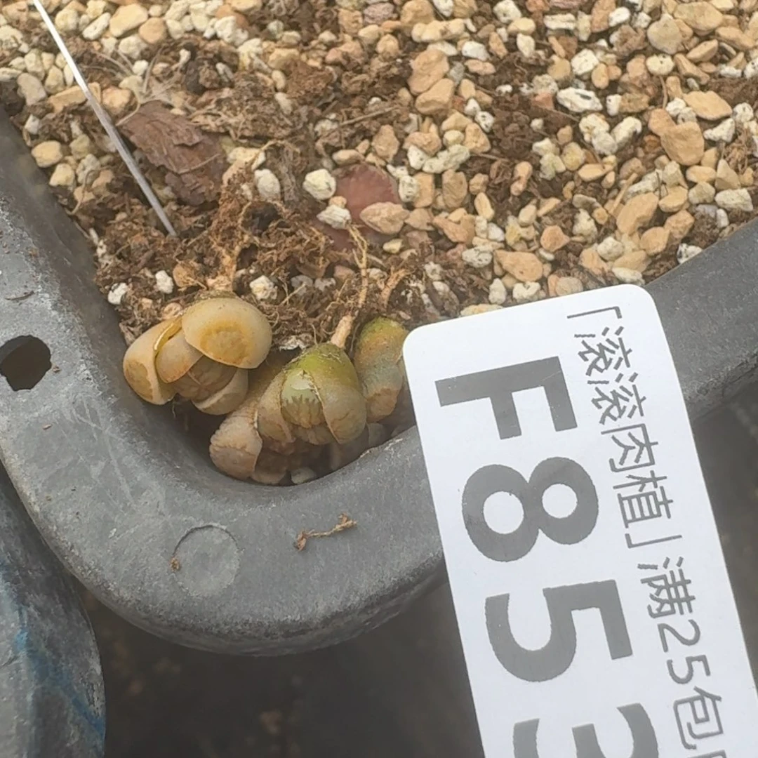 每****?F853绿李版绿菊回交荷叶绿菊