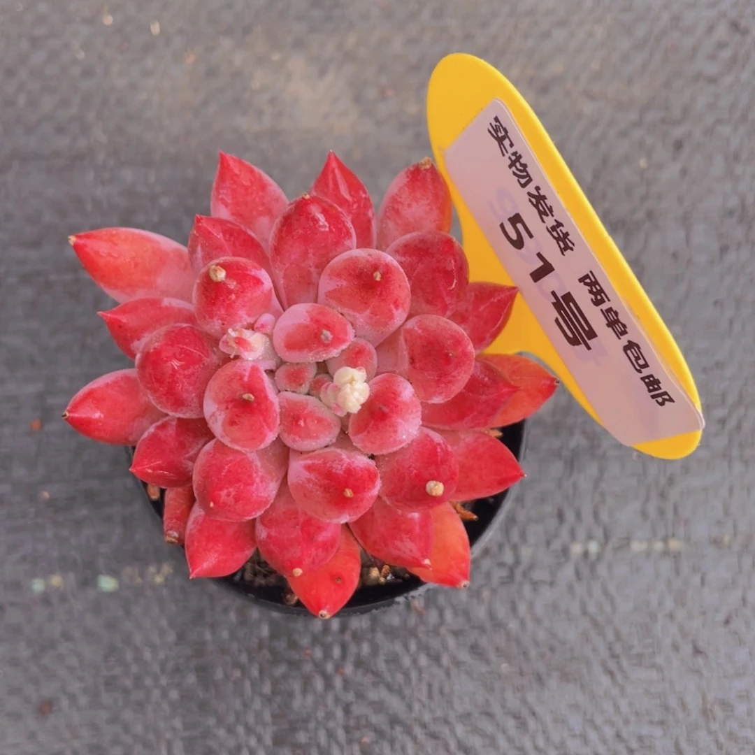 51号全状态虞美人单头一个