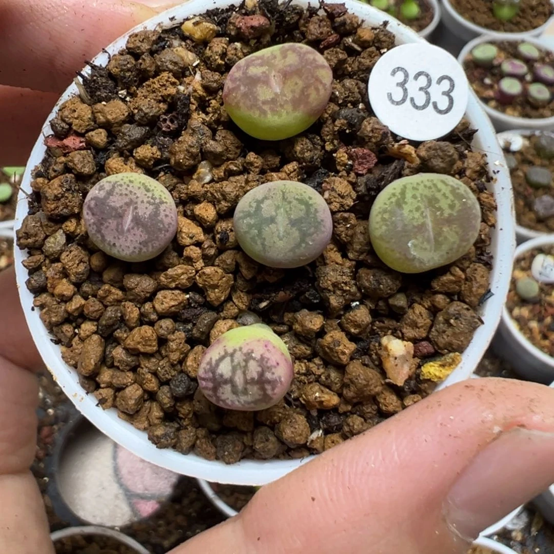 毛杂一颗脱土333