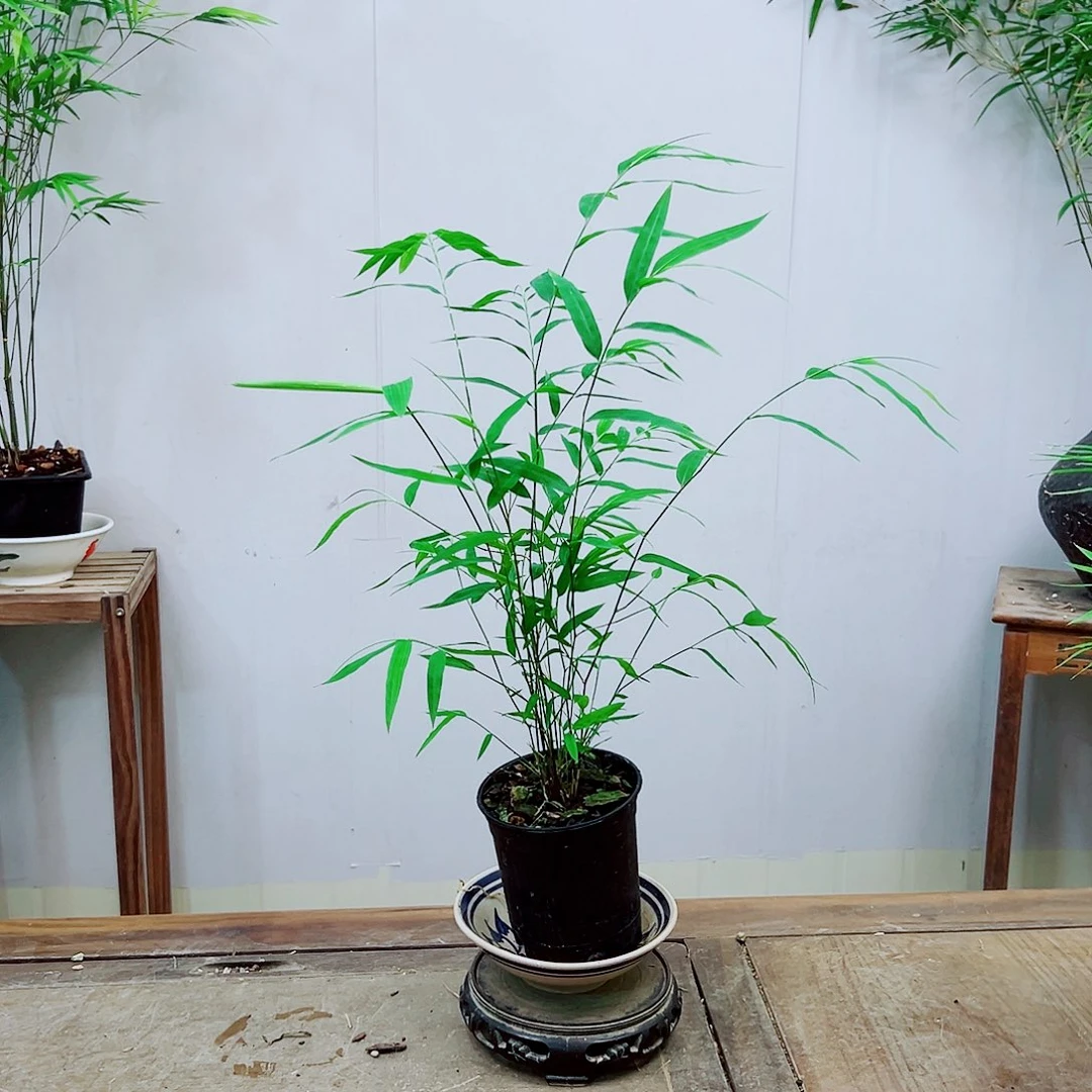 不开花植物内门竹