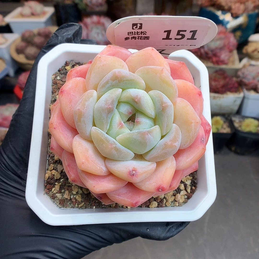 151 糖心b06多肉