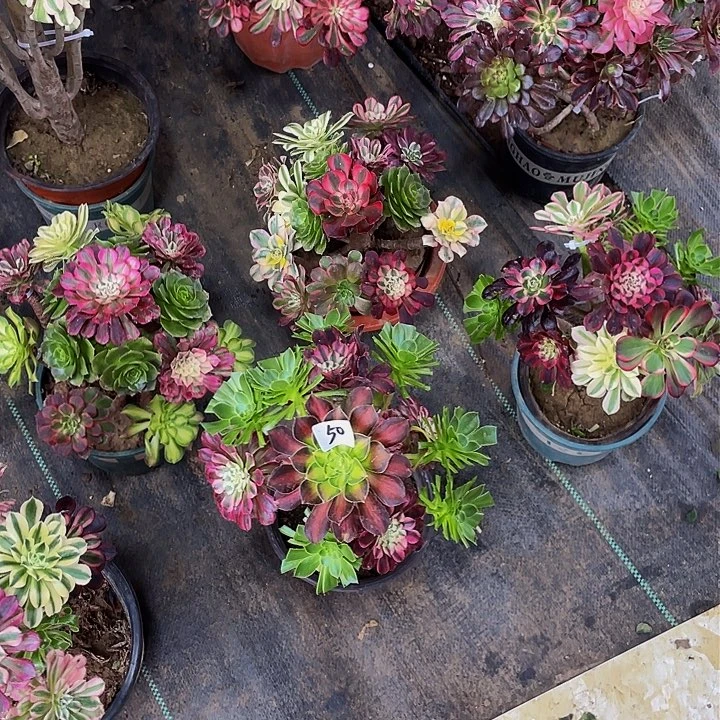 沙**秀架接法师一个50号