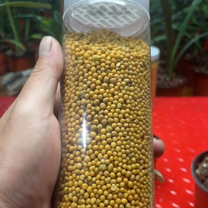当前无花栽培后可以开花神**保