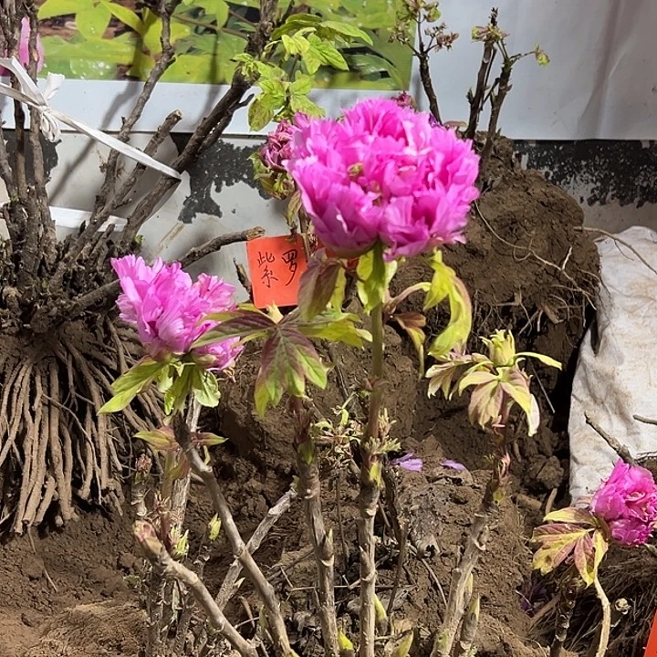 老***民完全开放红色雍容111111