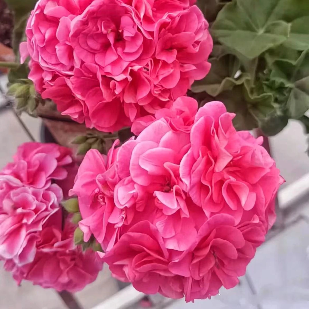 【粉女巫】垂钓天竺葵中苗包对版