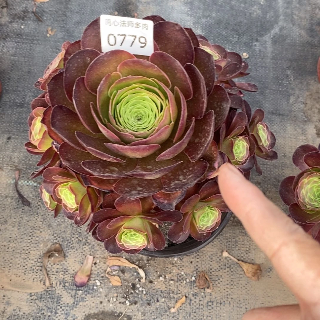 0779魅金玫瑰法师多肉