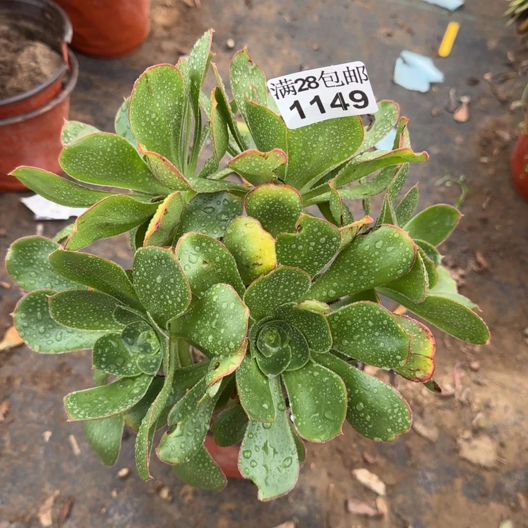 艳姿多肉1149满28包邮断枝不包