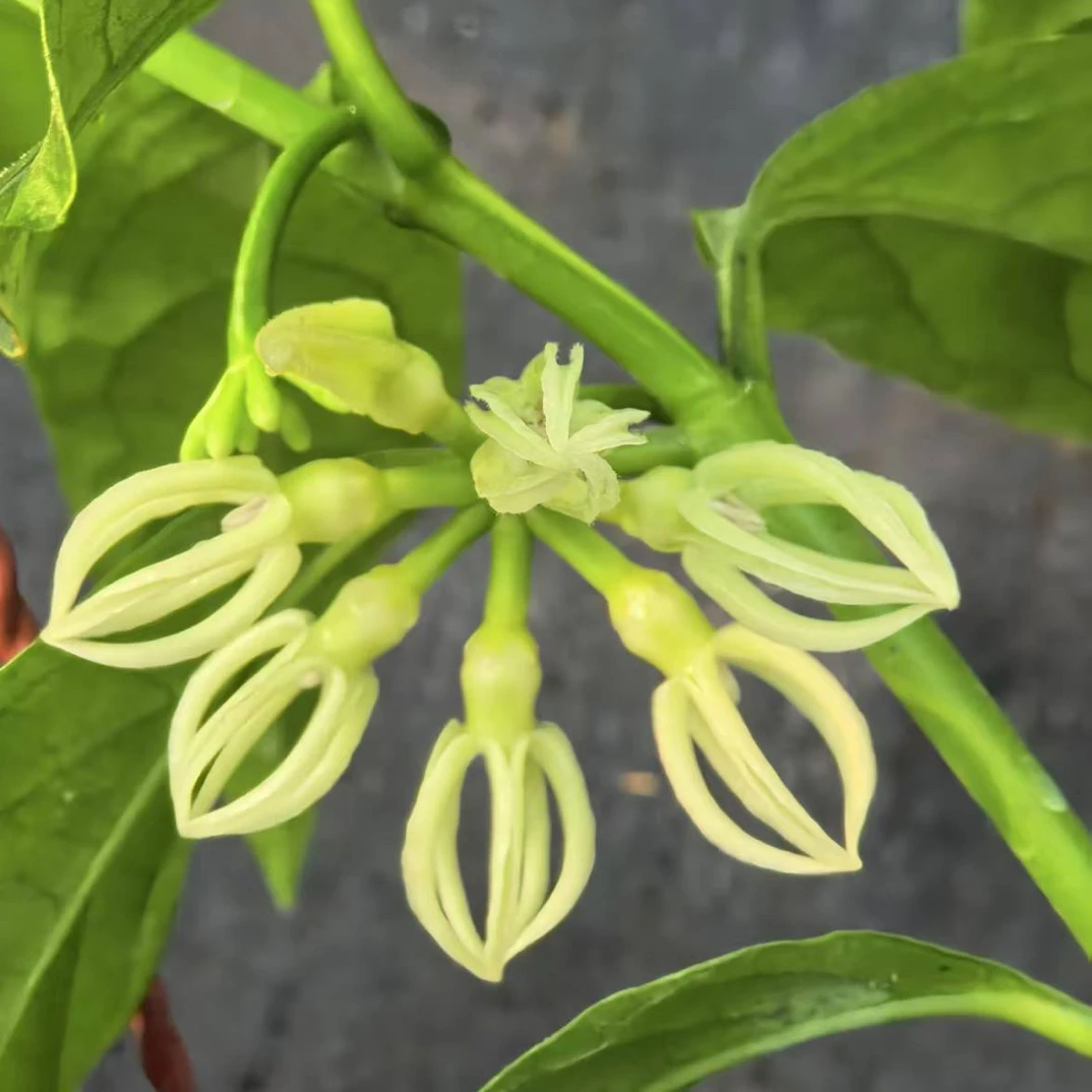 打蛋器球兰(Hoya Decipulae)