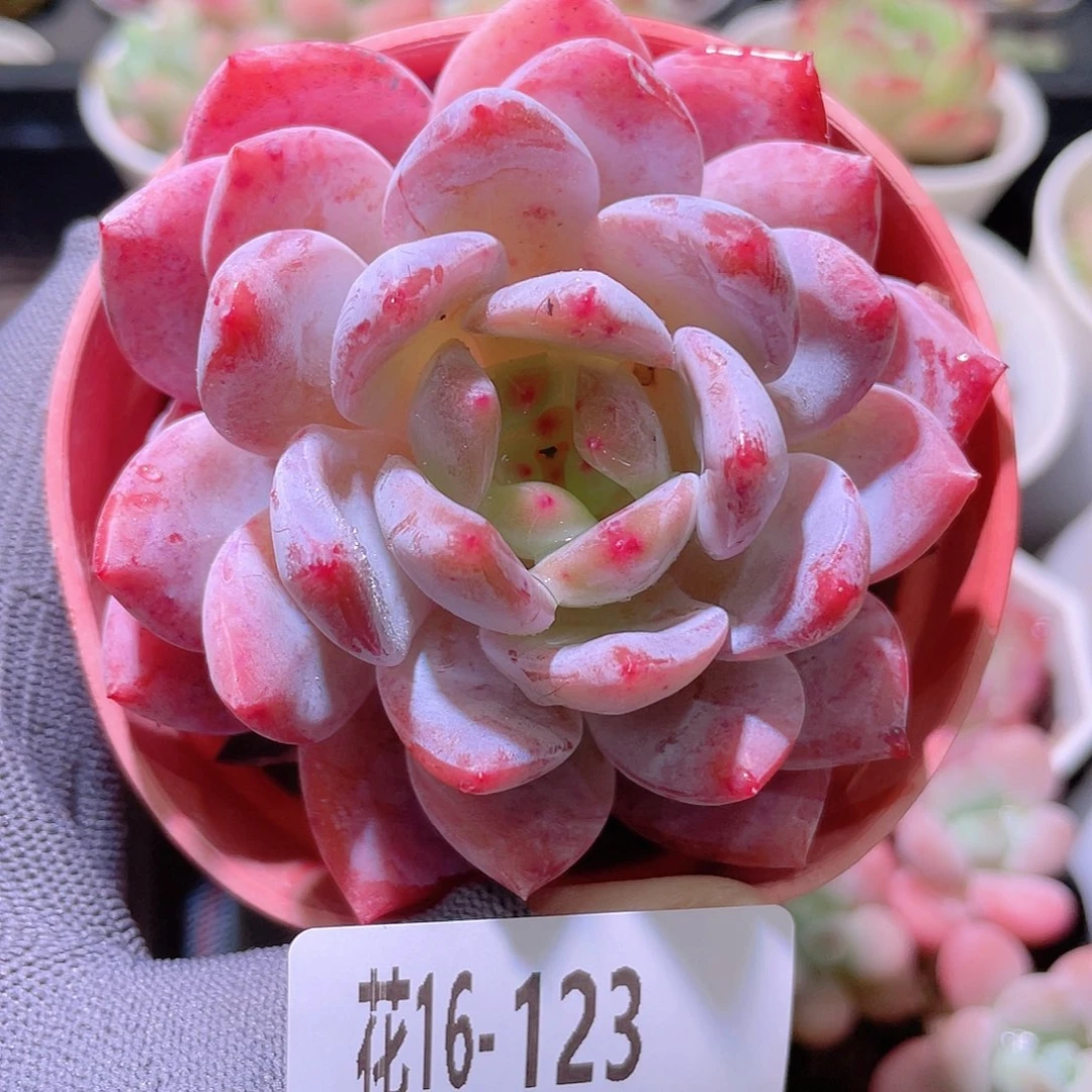 花利美16-123橙梦露