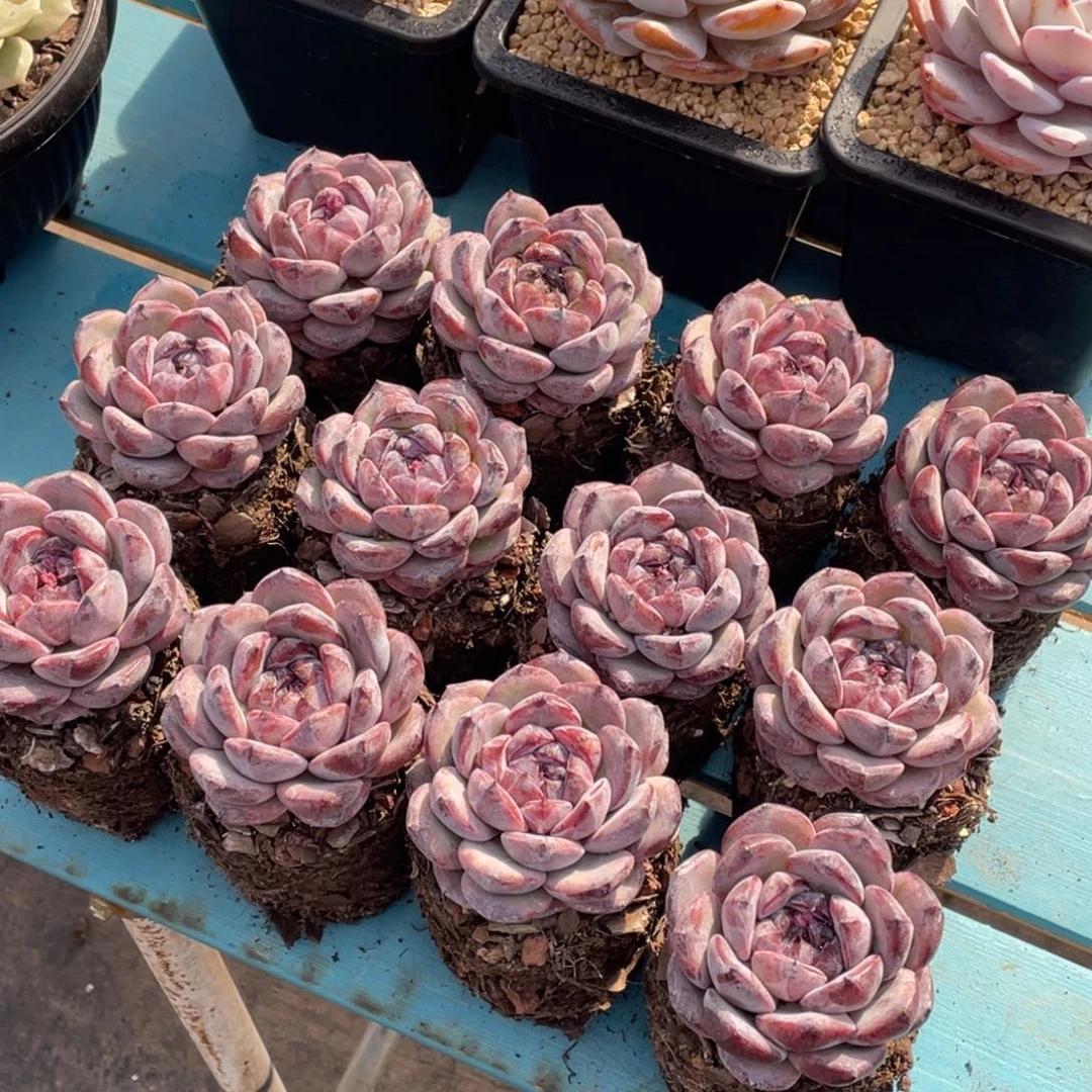 紫***萝1219-黑橙福利一颗