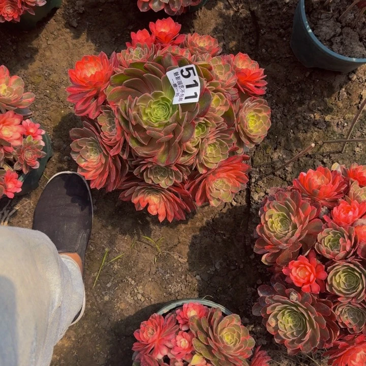 雪*姬黑魔锦花25-21包邮花花