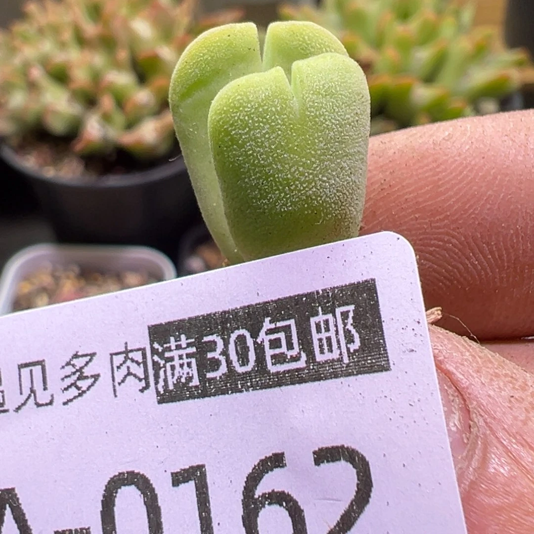 多肉植物111111111111111