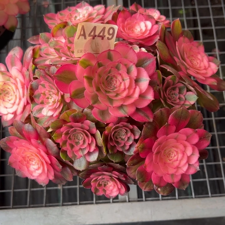 449荔枝23厘米左右