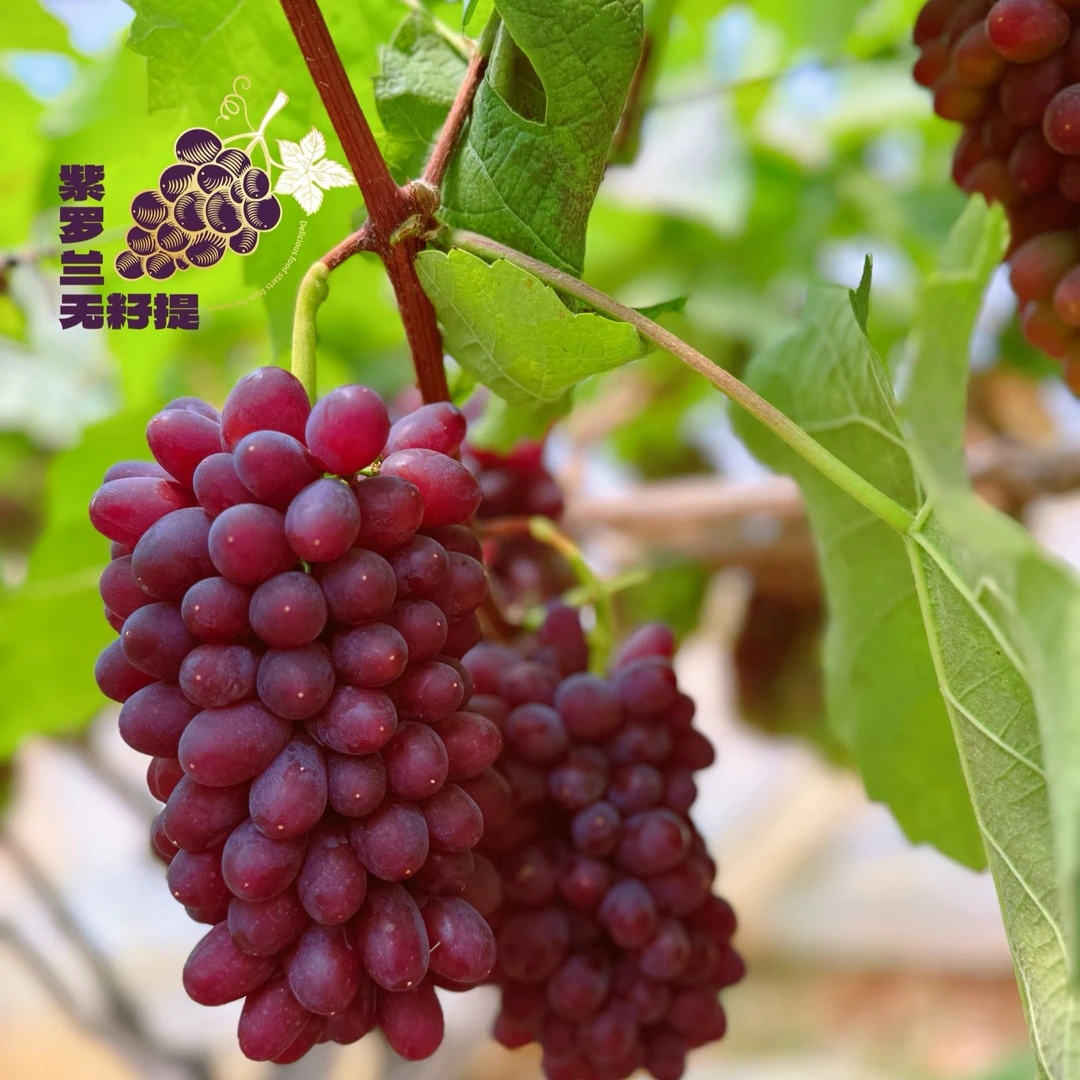 【小爱优选】云南紫罗兰·无籽提2斤装3-5串 颗粒小微微酸自带果香