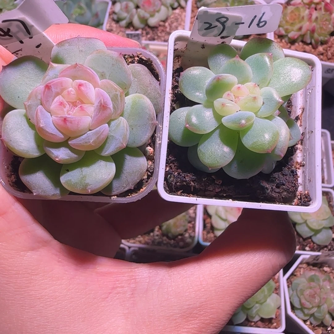 脸***圆29-16-41财富4和梦纱