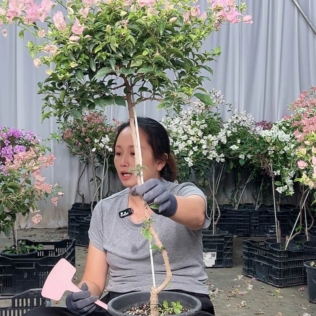 花***花当前无花栽培后可以开花B34魔法樱花