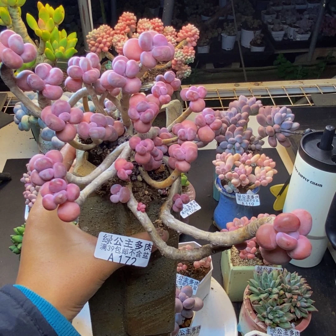 172腰子桃蛋多肉20c m