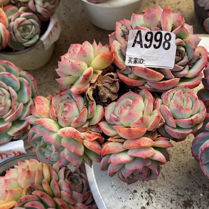 【闪购商品】潇*原多肉植物