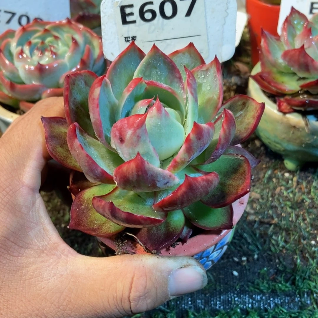 惊鸿一瞥607号多肉