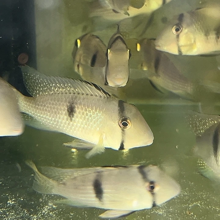 水***儿慈鲷鱼7-9厘米钻石藩王1只