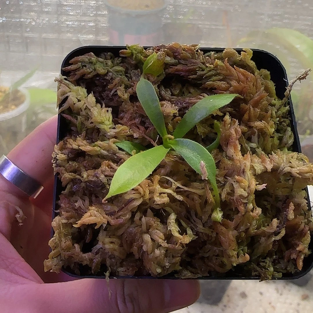 无花朵专拍猪笼草