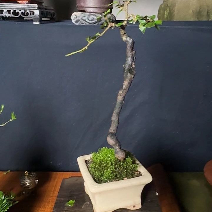 阴芽（小品年功文人）