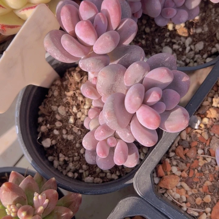 健健康康平平安安