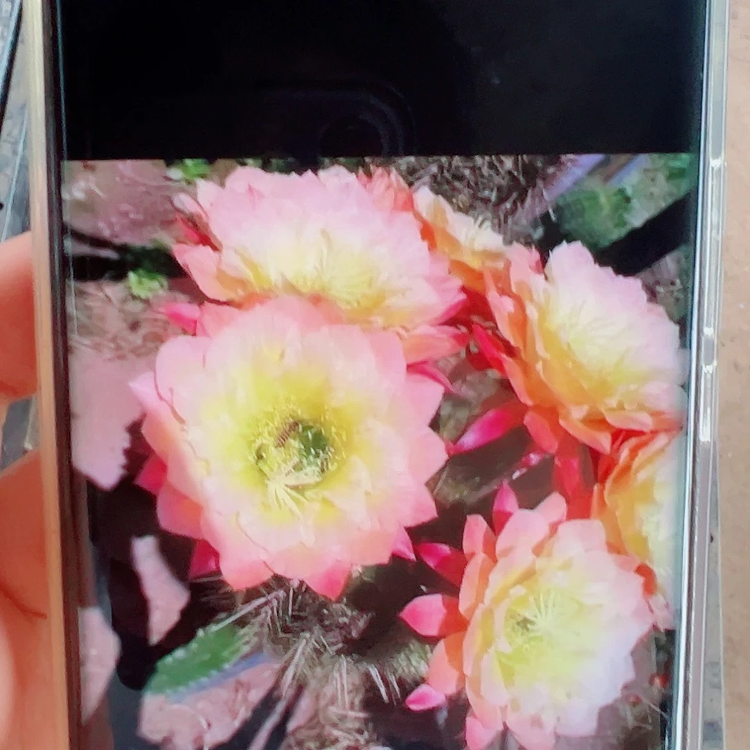 毛花柱歪歪侧芽 20 包邮