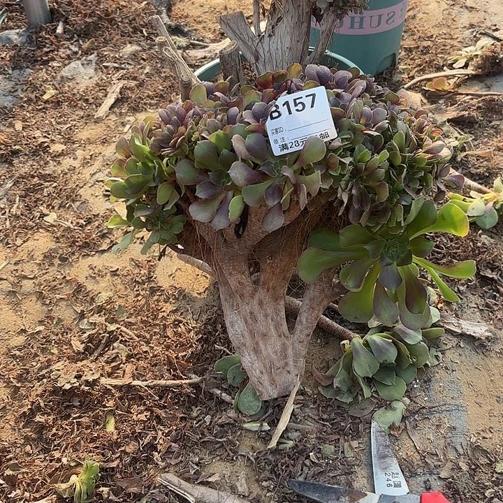 157玫瑰缀砍头多肉植物