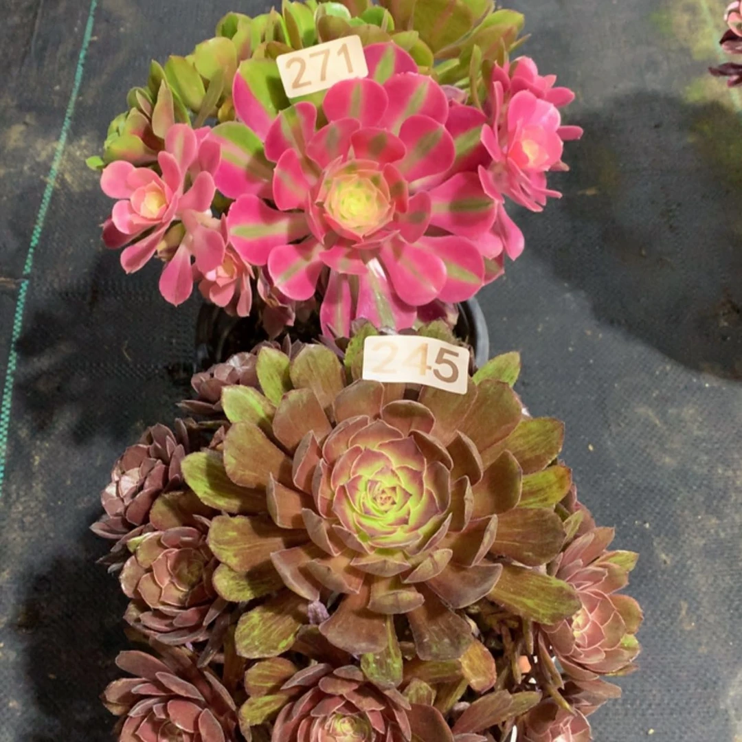 【闪购商品】271.245组合