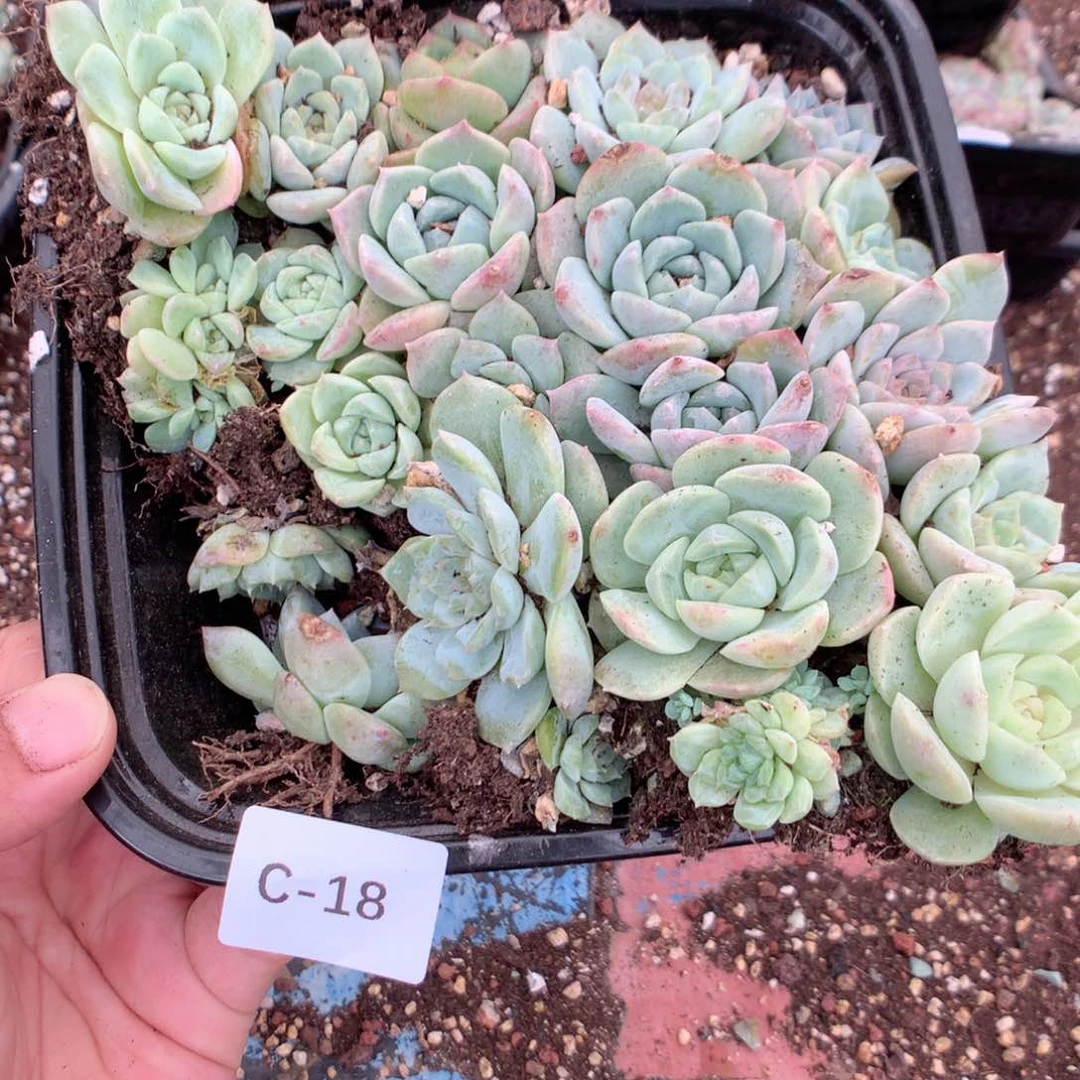 无花朵C18英语英语