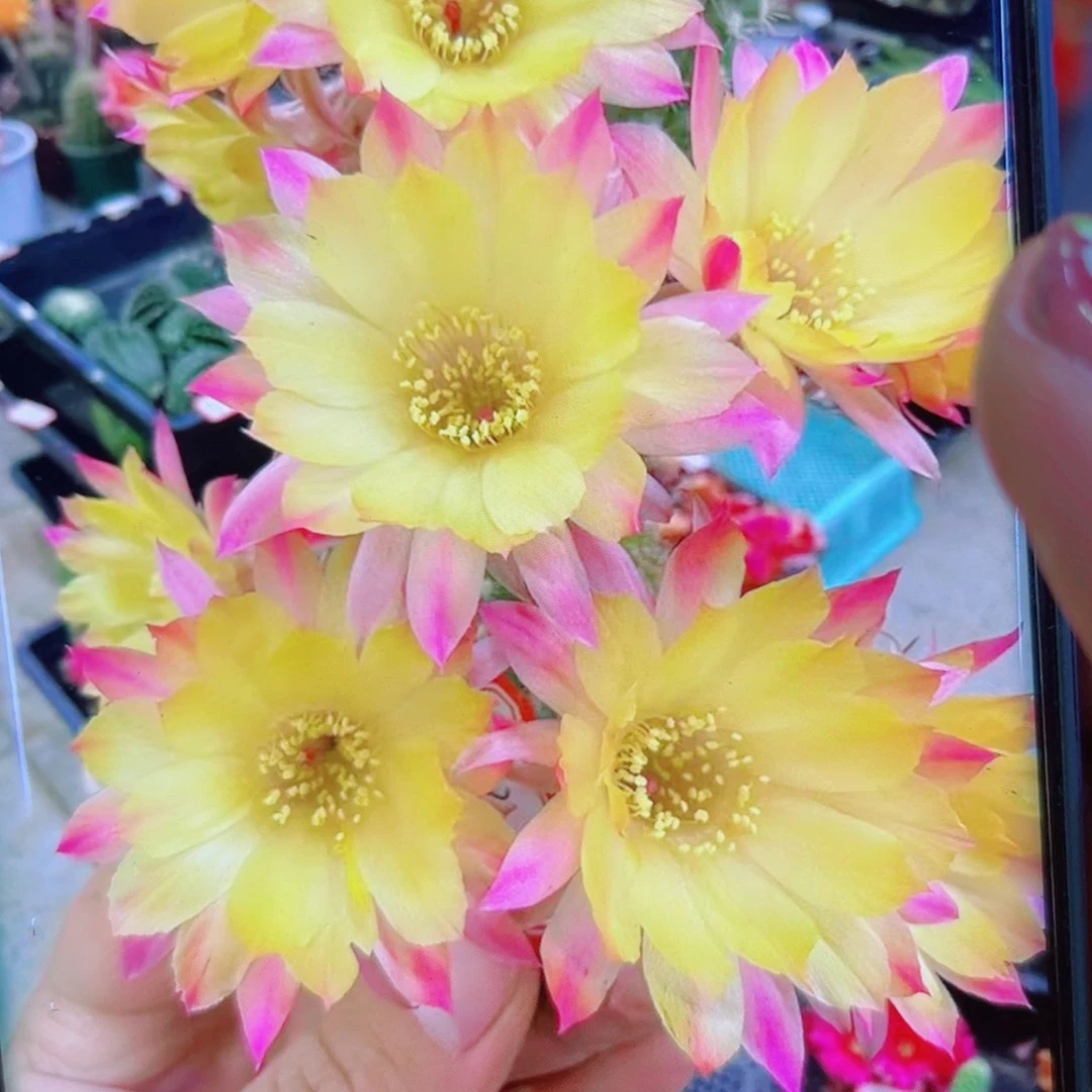 下37白檀13 歪无根侧芽4公分左右20包邮