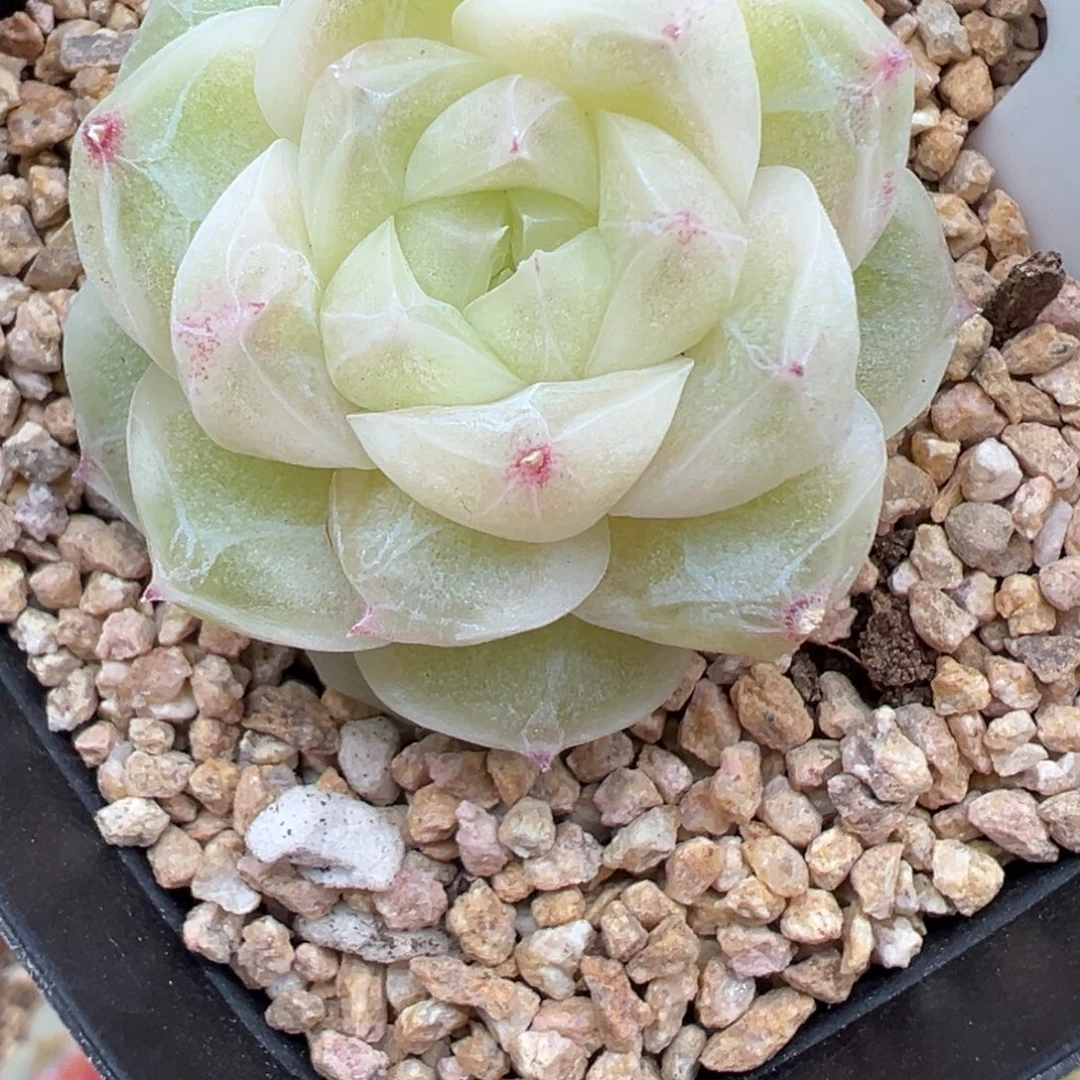 407号梨花白晗雨多肉