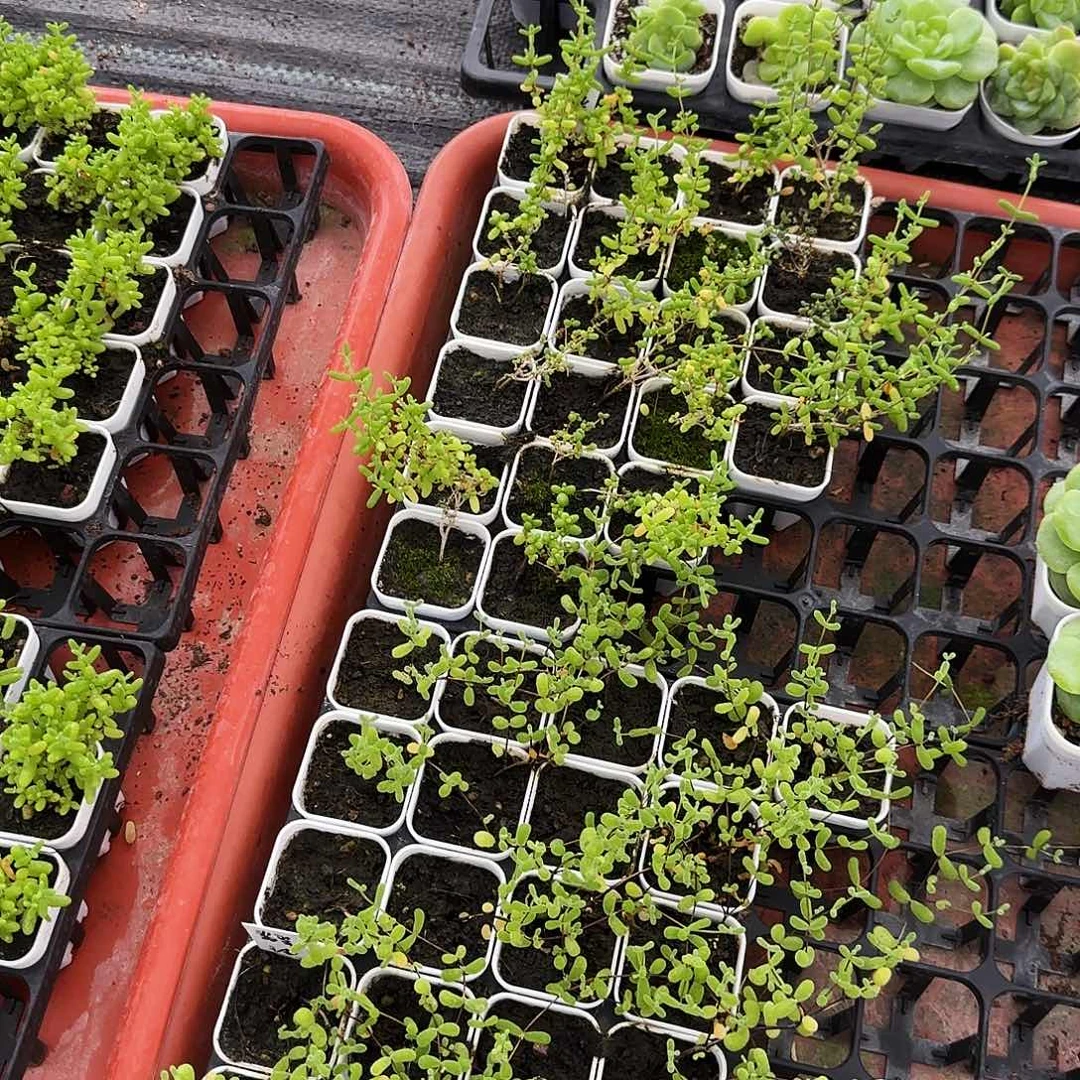 ****有理10件套带出芽各一个满25包邮