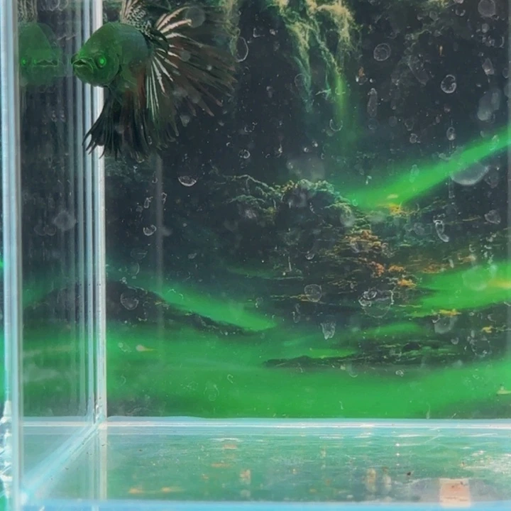 斗鱼所有东西的人都有