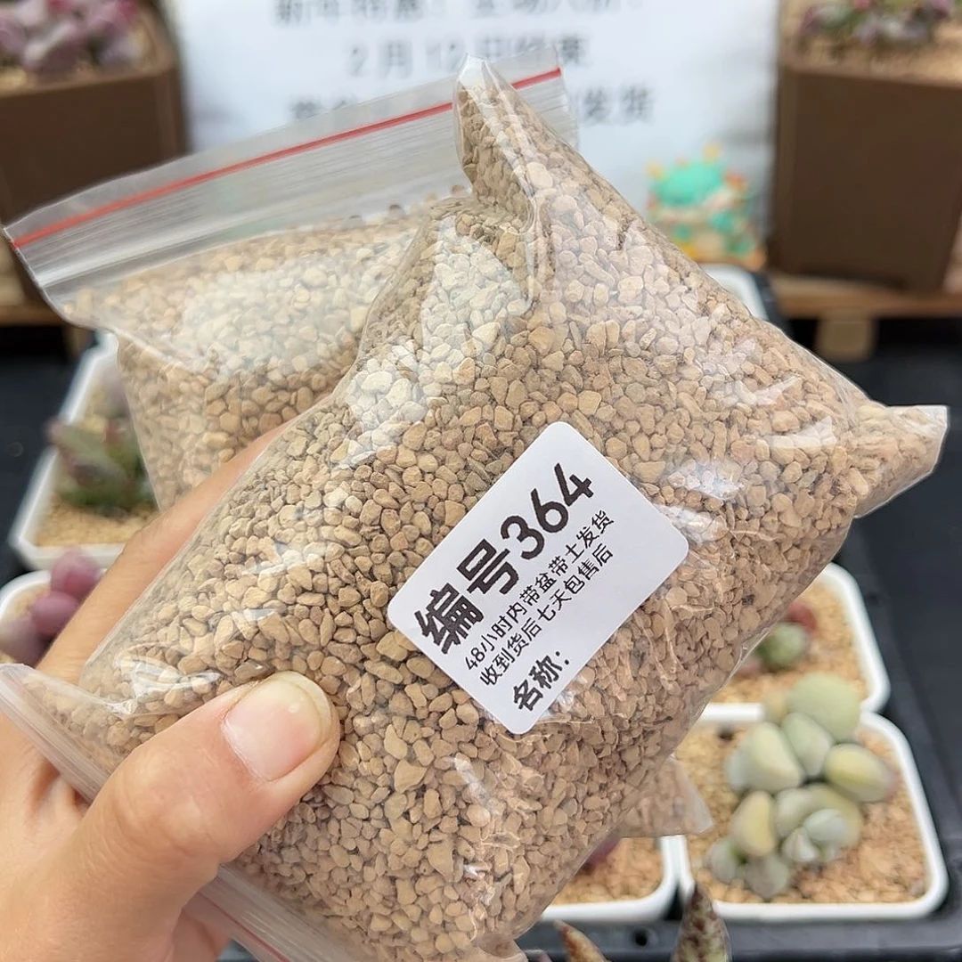 小*子364铺面多肉植物