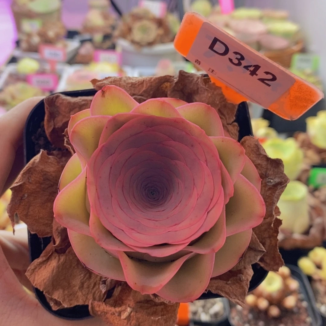 山地玫瑰一物一拍浪花342