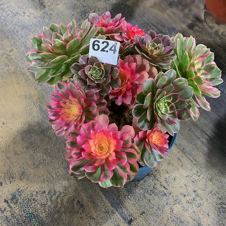 爱***巍法师万紫千红62400