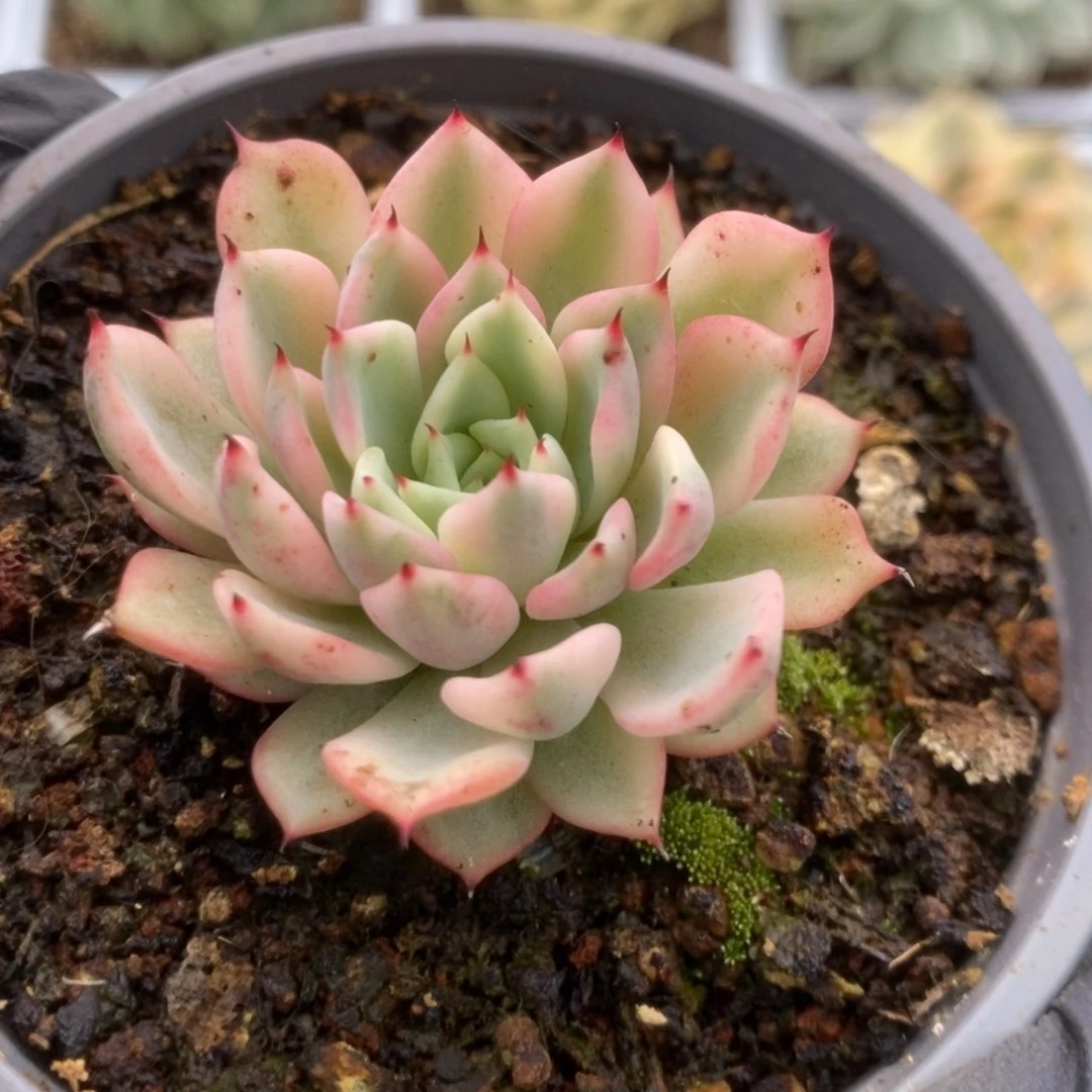 510吉尔巴玫瑰锦锦锦锦锦