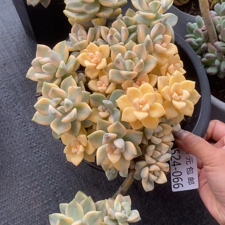 夏悦多肉0524-66美杏景