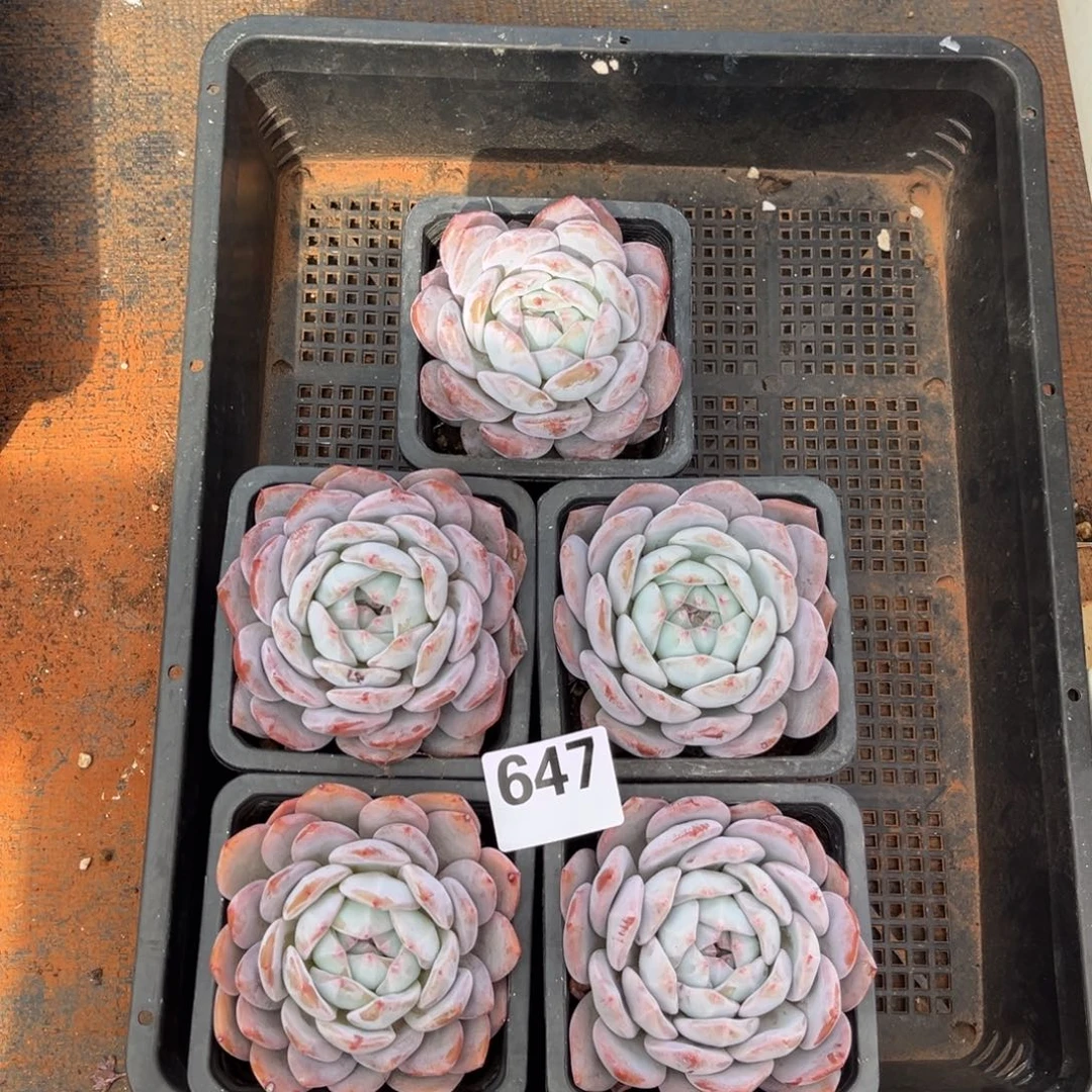 647号新疆西藏内蒙古不包邮