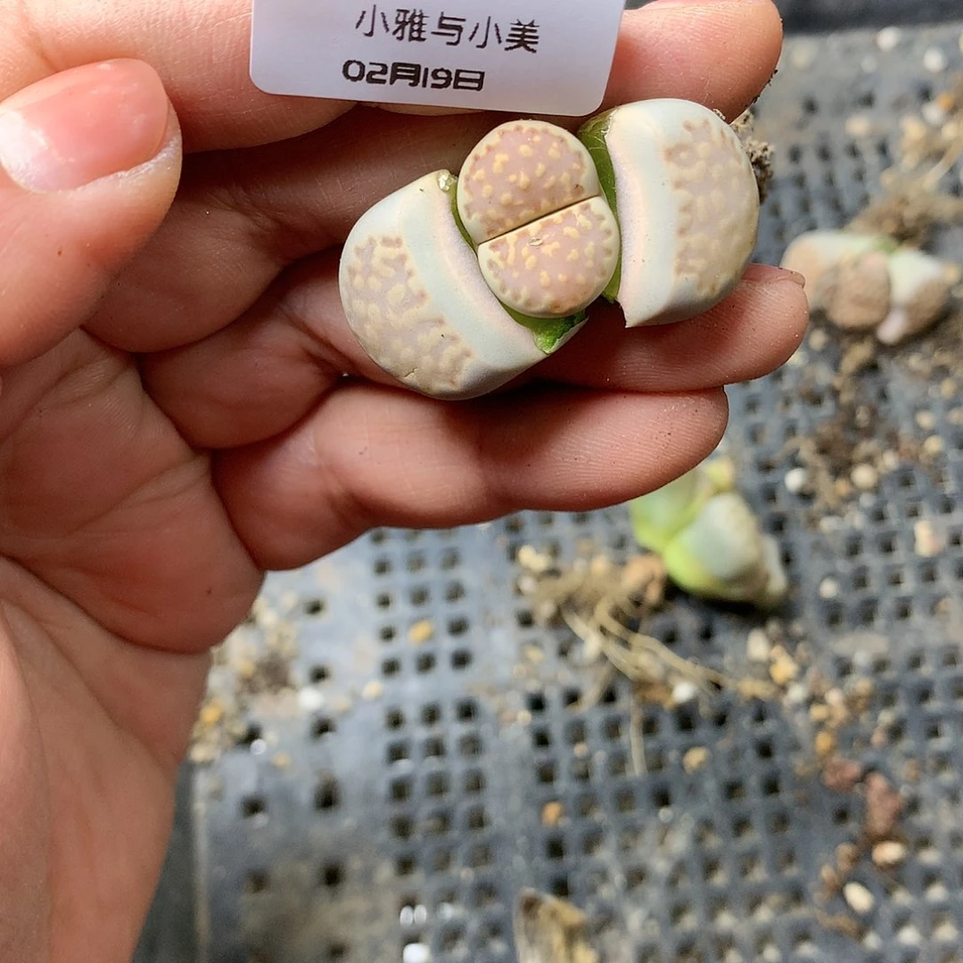 W782多肉植物保护研究所