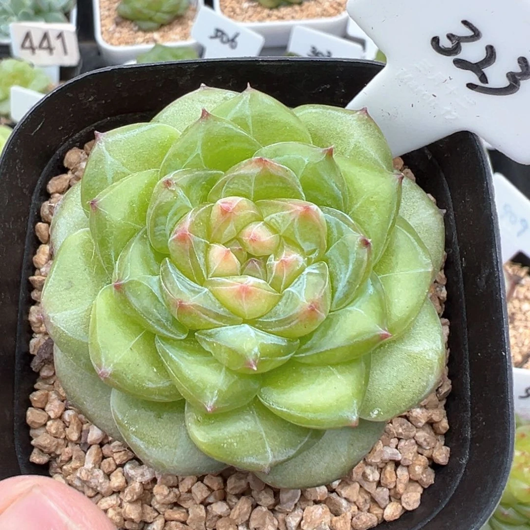 323号月华 晗雨多肉