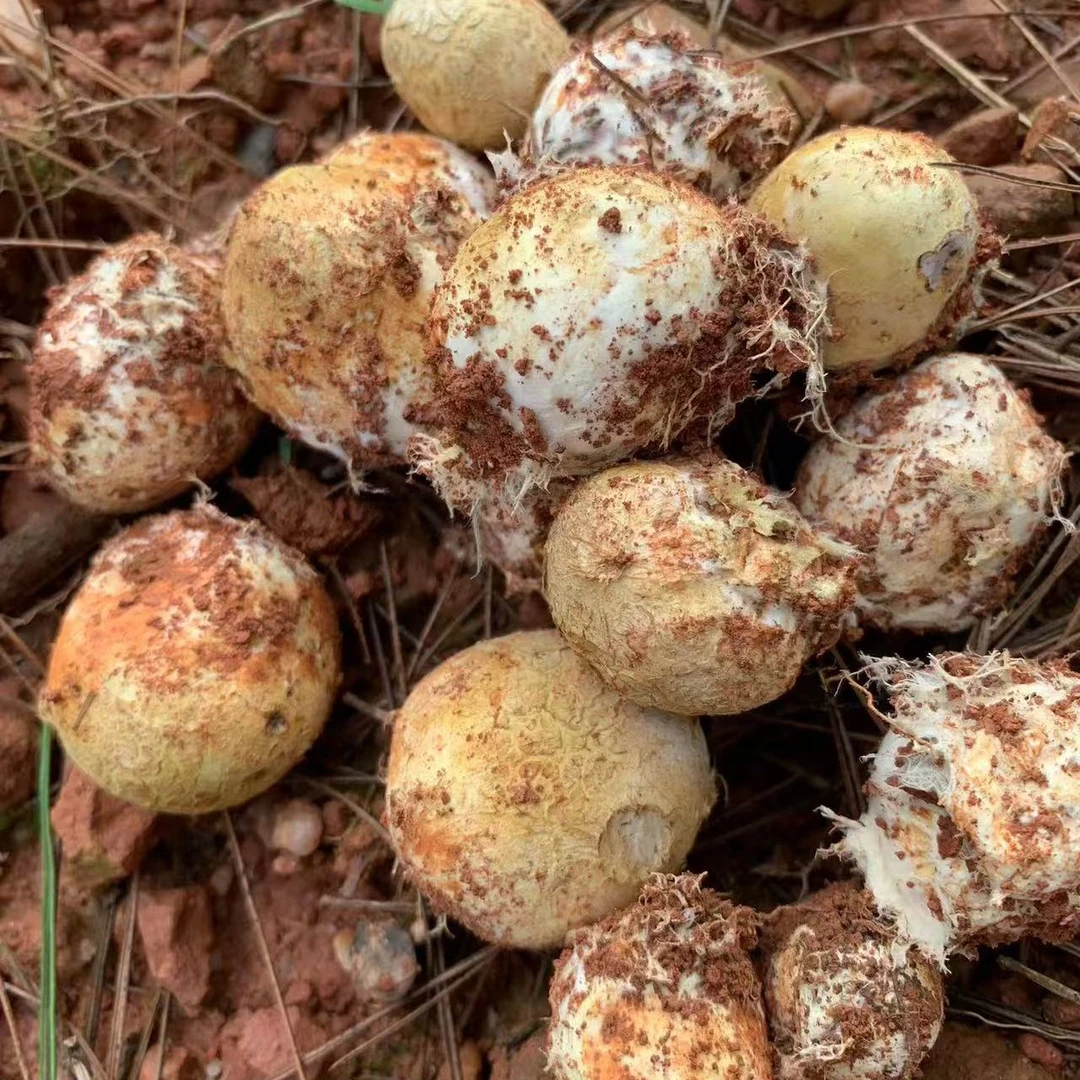 【顺丰包邮】新鲜现捡野生石头菇灰包菇马勃菌当季美味蘑菇