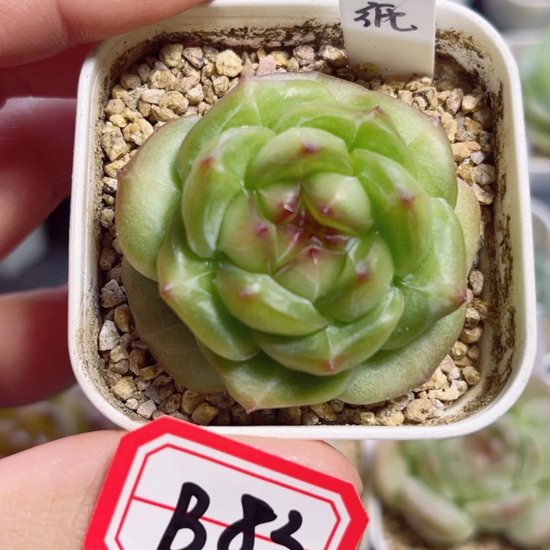 ****孜B83 一物一拍 缠纸