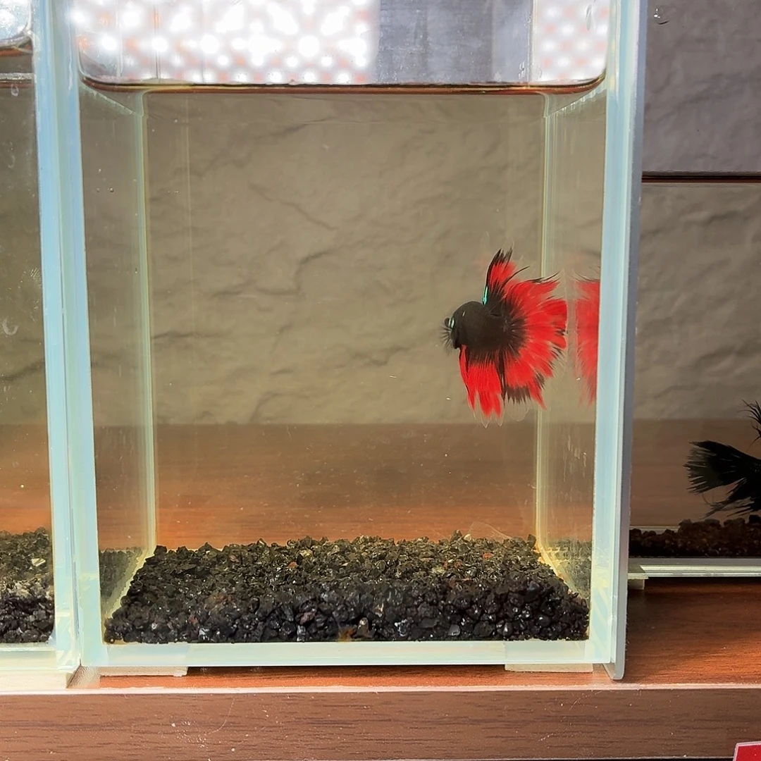 斗鱼暗黑地狱火半月