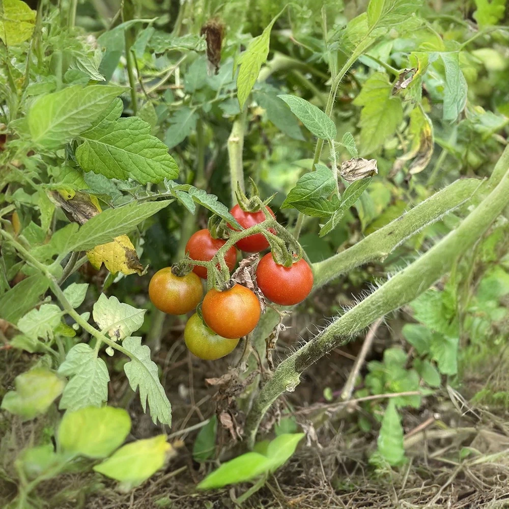 浆果:酱瓜.小西红柿